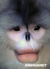 is Rhinopithecus bieti