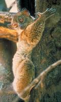 Sportive lemur (Lepilemur