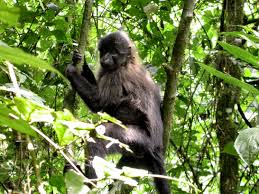 (Lophocebus albigena)