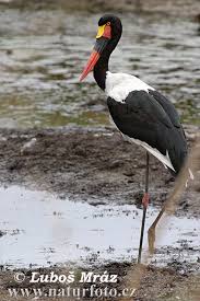 Čáp sedlatý (Ephippiorhynchus