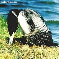 loon, Gavia adamsii