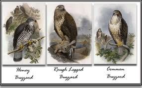buzzard (Buteo lagopus) is