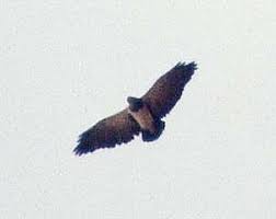 Geranoaetus melanoleucus