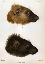 Black Lemur (Eulemur macaco