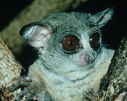 Galago senegalensis