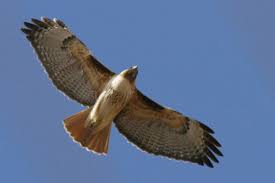 Buteo jamaicensis photo © by