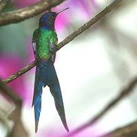 Swallow-tailed