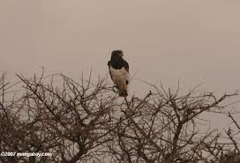 (lophaetus occipitalis)
