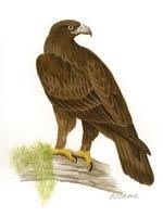 Image of: Aquila gurneyi