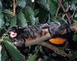 Saguinus labiatus