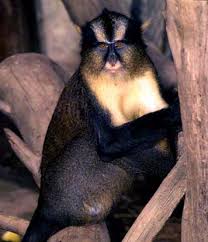 Cercopithecus pogonias : Mone