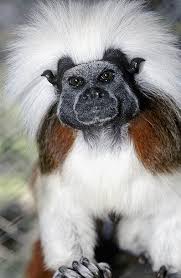 SAGUINUS OEDIPUS OEDIPUS