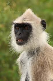 (Semnopithecus entellus)