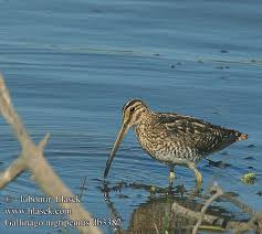 Gallinago nigripennis African