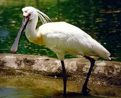 (Platalea leucorodia),