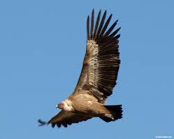 Griffon vultures (Gyps Fulvus)