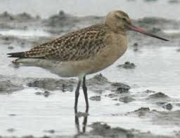 Godwit, Limosa lapponica