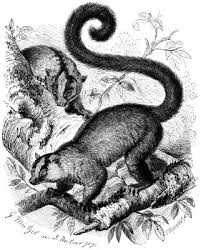 Chirogaleus_furcifer