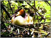 （Tachybaptus rufoflavatus）