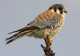 Falcon - Falco sparverius