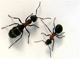 ants.jpg. 4. The grossest for last.