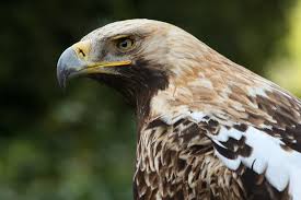 Aquila heliaca amk.jpg