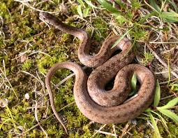 The northern redbelly snake (S. ...