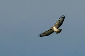 Buteo buteo