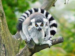 Lemur catta, also known as the