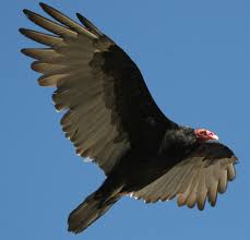 Turkey Vulture Cathartes aura,