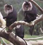 (Macaca silenus