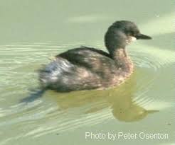 Tachybaptus dominicus