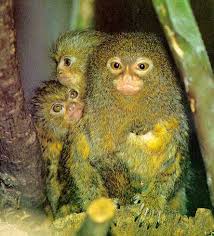 Callithrix pygmaea