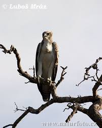 (Polemaetus bellicosus)