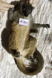 Lemur (Eulemur mongoz): A