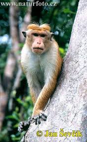 Red toque-macaque: But not the