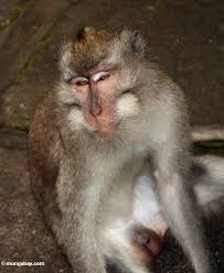 (Macaca fascicularis)
