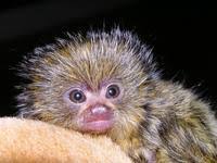 Callithrix pygmaea