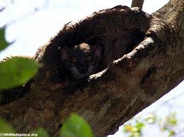 Lepilemur edwardsi weasel