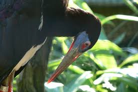 Directory: Ciconiidae