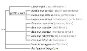 Hapalemur simus