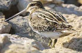 Snipe, Gallinago gallinago