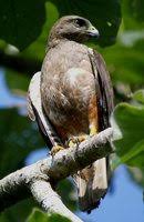 Ridgway's Hawk - Buteo