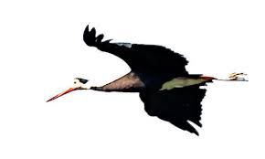 Stork (Ciconia stormi) was