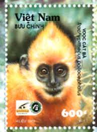 Langur (Trachypithecus