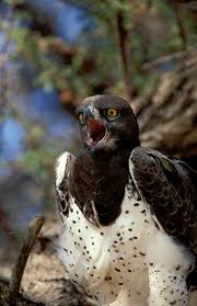 Polemaetus bellicosus,