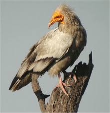 NEOPHRON PERCNOPTERUS Mr.