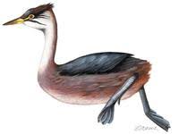 Image of: Rollandia microptera