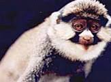 Genus: Cercopithecus