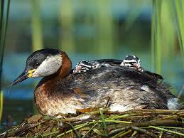学名：Podiceps grisegena）